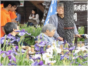 あやめ見学(1)
